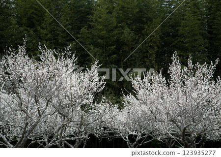 梅花竹林 梅花竹林 123935277