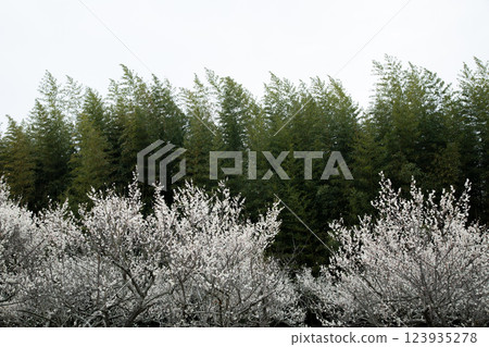 梅花竹林 123935278