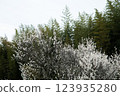 Plum trees and bamboo grove 123935280
