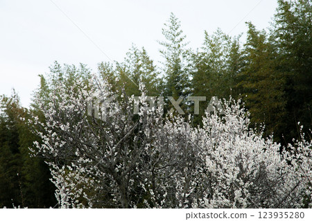 Plum trees and bamboo grove 123935280