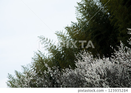 梅花竹林 梅花竹林 123935284