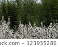 Plum trees and bamboo grove 123935286
