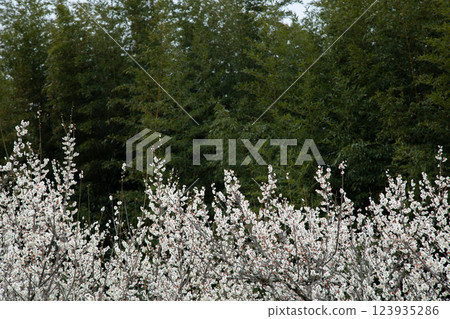 Plum trees and bamboo grove 123935286