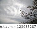 Plum blossoms on a cloudy day 123935287