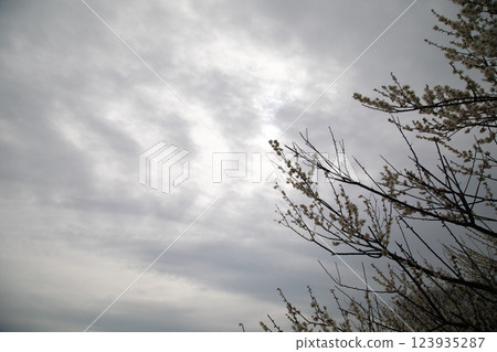 Plum blossoms on a cloudy day 123935287