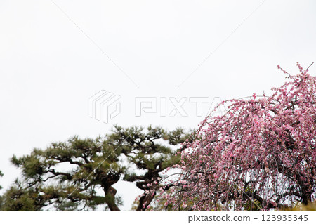 Red plum and pine 123935345