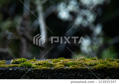 Polka dots on moss 123935347