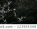 Plum blossom  123935348