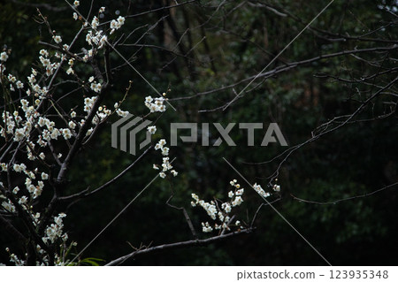 Plum blossom  123935348