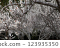 Plum blossoms in full bloom 123935350