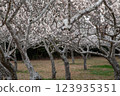 Plum blossoms in full bloom 123935351