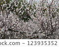 Plum blossoms in full bloom 123935352