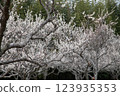 Plum tree in full bloom 123935353