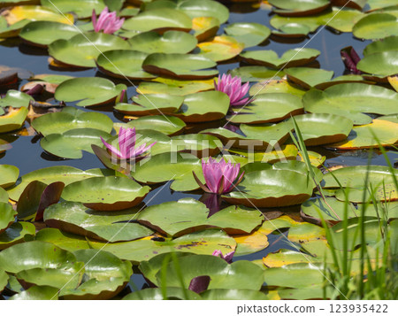 Water lily flowers blooming in a pond 123935422