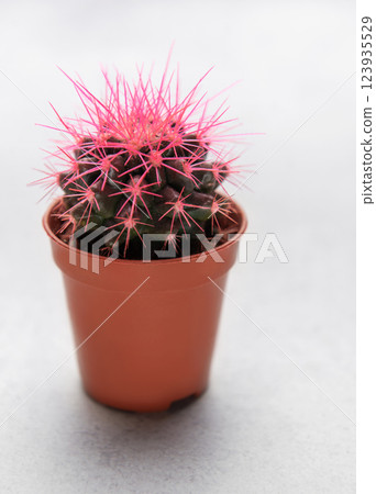 Small pink cactus growing in a flowerpot on a white background 123935529