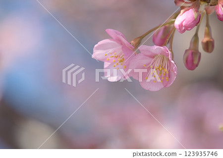 河津櫻花宣布春天的到來 123935746