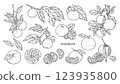 Set of linear illustrations with different tangerines and leaves. Vector hand-drawn illustration. For prints, textiles, stickers, gift wrapping. 123935800