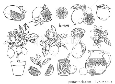 Set of linear illustrations with lemons, lemonade, lemon tree. Vector hand drawn illustration. 123935803