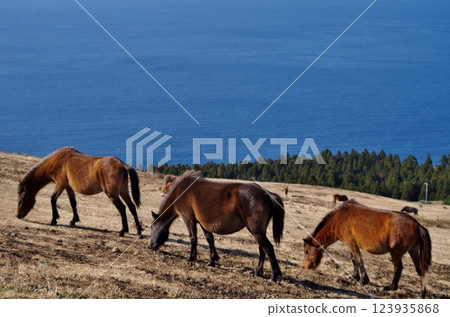 Cape Toi, wild horses of Komatsugaoka Cape Toi, wild horses of Komatsugaoka 123935868