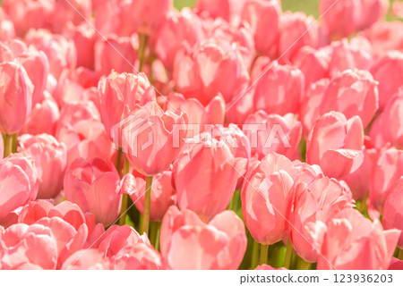 Spring floral landscape. background. stunning field of pink tulips bathed in warm sunlight, showcasing their delicate petals and vibrant spring beauty. themes of spring, renewal, and natural beauty. Spring floral landscape. background. stunning field of pink tulips bathed in warm sunlight, showcasing their delicate petals and vibrant spring beauty. themes of spring, renewal, and natural beauty. 123936203