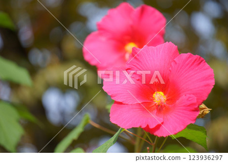 與芙蓉花相似的花:紅木槿 與芙蓉花相似的花:紅木槿 123936297