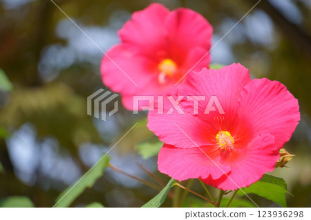 Titanobicus,一種類似木槿的花 Titanobicus,一種類似木槿的花 123936298