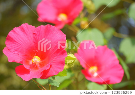 與芙蓉花相似的花:紅木槿 與芙蓉花相似的花:紅木槿 123936299