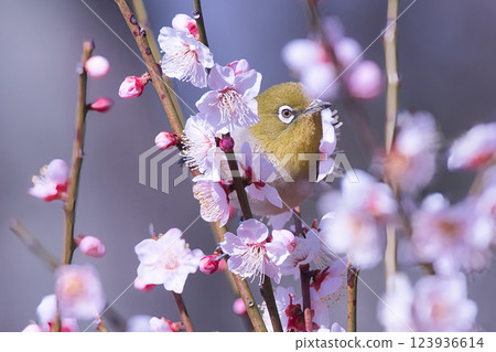 白眼吸梅花蜜 白眼吸梅花蜜 123936614