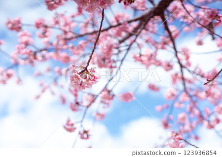 Kawazu Sakura and the sky 123936854