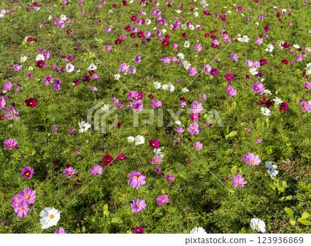 Cosmos field of Lake Hamana Garden Park 123936869