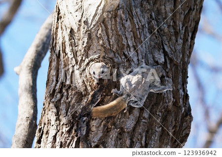 Two Siberian flying squirrels "Wild animals" Two Siberian flying squirrels "Wild animals" 123936942