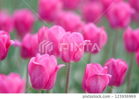 Spring floral landscape. background. stunning field of pink tulips bathed in warm sunlight, showcasing their delicate petals and vibrant spring beauty. themes of spring, renewal, and natural beauty. Spring floral landscape. background. stunning field of pink tulips bathed in warm sunlight, showcasing their delicate petals and vibrant spring beauty. themes of spring, renewal, and natural beauty. 123936969