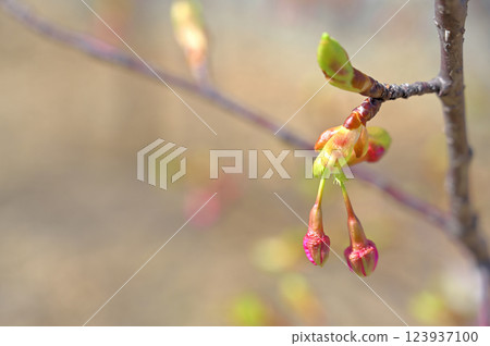 Weeping cherry buds Weeping cherry buds 123937100