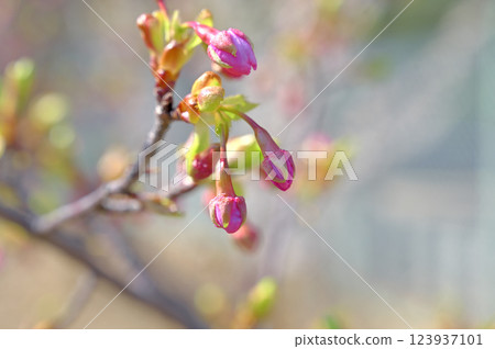 Weeping cherry buds Weeping cherry buds 123937101