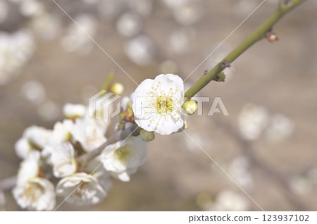 梅花(白梅) 梅花(白梅) 123937102