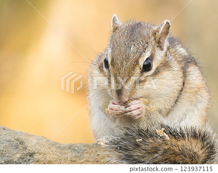 Squirrel eating walnuts on a tree Squirrel eating walnuts on a tree 123937115