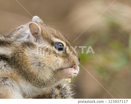 Chipmunk eating food with its mouth open Chipmunk eating food with its mouth open 123937117