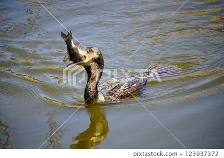 Cormorant with caught prey 123937372