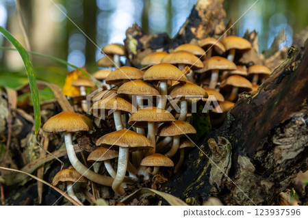 The Conifer Tuft specialises on coniferous dead wood. The stipes are often bent and they grow in tight clumps. The parasol flattens as they grow The Conifer Tuft specialises on coniferous dead wood. The stipes are often bent and they grow in tight clumps. The parasol flattens as they grow 123937596