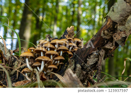 The Conifer Tuft specialises on coniferous dead wood. The stipes are often bent and they grow in tight clumps. The parasol flattens as they grow 123937597