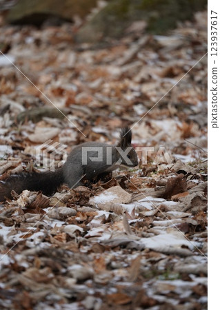 Hokkaido squirrel in early winter forest Hokkaido squirrel in early winter forest 123937617