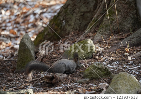 Hokkaido squirrel in early winter forest 123937618
