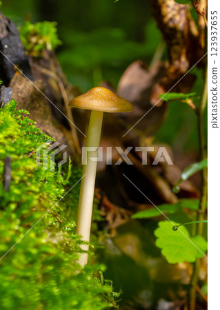 Oudemansiella radicata emerges from moss in a lush forest during late spring Oudemansiella radicata emerges from moss in a lush forest during late spring 123937655