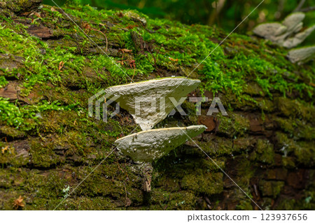 Trametes versicolor, also known as Polyporus versicolor, is a common polypore mushroom found throughout the world and also a well-known traditional medicinal mushroom growing on tree trunks 123937656