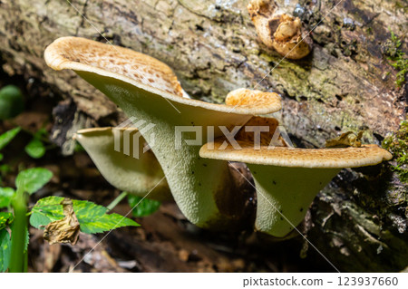 Cerioporus squamosus, also known as Pheasant's back mushrooms and dryad's saddle, is a basidiomycete bracket fungus found growing on dead trees Cerioporus squamosus, also known as Pheasant's back mushrooms and dryad's saddle, is a basidiomycete bracket fungus found growing on dead trees 123937660