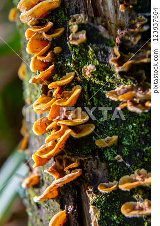Yellow-orange fungi proliferates on decaying wood, showcasing natural decay and biodiversity in forest habitats Yellow-orange fungi proliferates on decaying wood, showcasing natural decay and biodiversity in forest habitats 123937664
