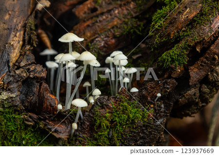 Close-up view of Parmelia sulcata and Hemimycena delectabilis growing on a decaying log in a temperate forest during early autumn 123937669
