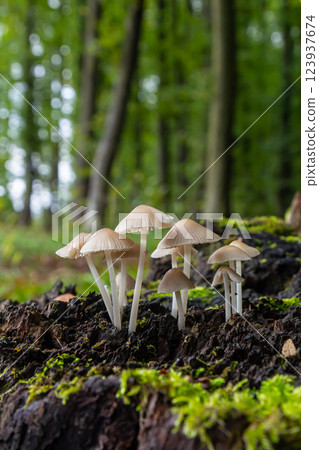 Mushroom cluster including Amanita phalloides and Mycena galericulata growing naturally in a lush forest setting Mushroom cluster including Amanita phalloides and Mycena galericulata growing naturally in a lush forest setting 123937674