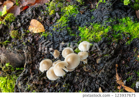 Clusters of Psathyrella mushrooms growing on a decaying log surrounded by lush green moss in a forest setting during autumn Clusters of Psathyrella mushrooms growing on a decaying log surrounded by lush green moss in a forest setting during autumn 123937675