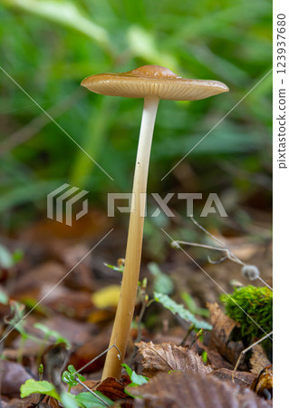 Oudemansiella radicata mushroom growing in a forest setting with green foliage and earthy background 123937680
